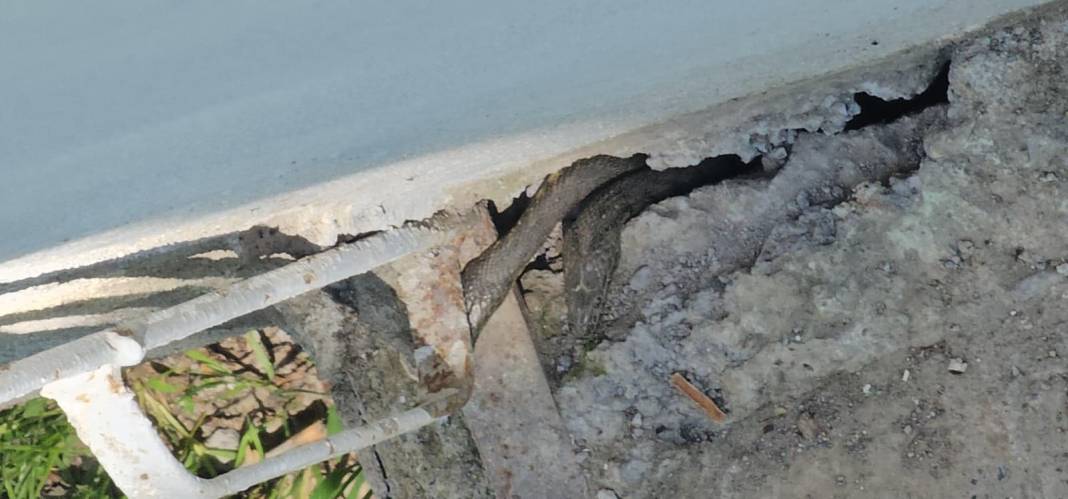 Bazıları 3 metre! Evlerinin dört bir yanını sardılar 1
